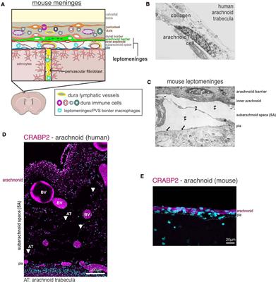 Living on the Edge of the CNS: Meninges Cell Diversity in Health and Disease